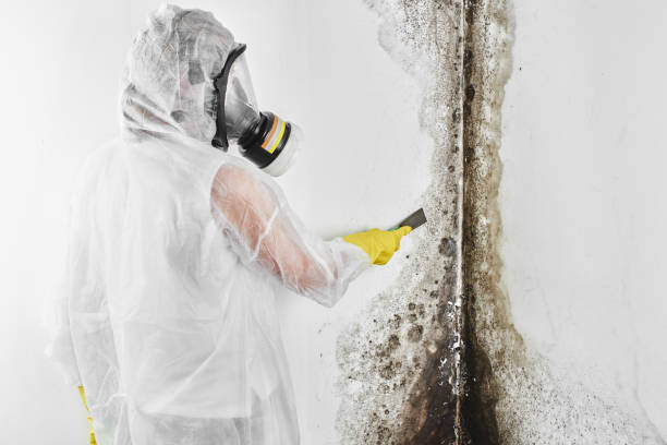 Best Black Mold Removal  in Pineville, LA