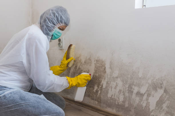 Trusted Pineville, LA Mold Removal Experts