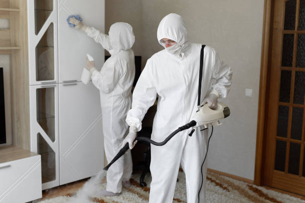 Best Mold Damage Repair  in Pineville, LA