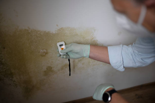 Best Mold Testing  in Pineville, LA