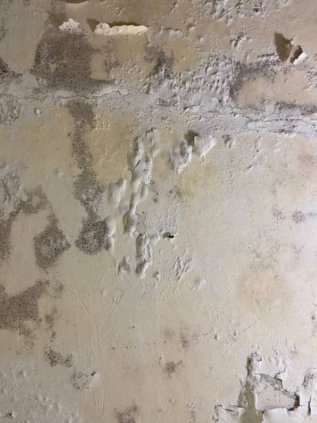 Best Attic Mold Removal  in Pineville, LA