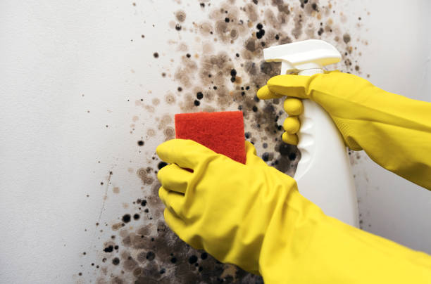 Best Commercial Mold Removal  in Pineville, LA