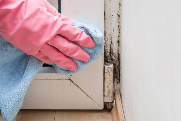 Mold Testing and Removal in Pineville, LA
